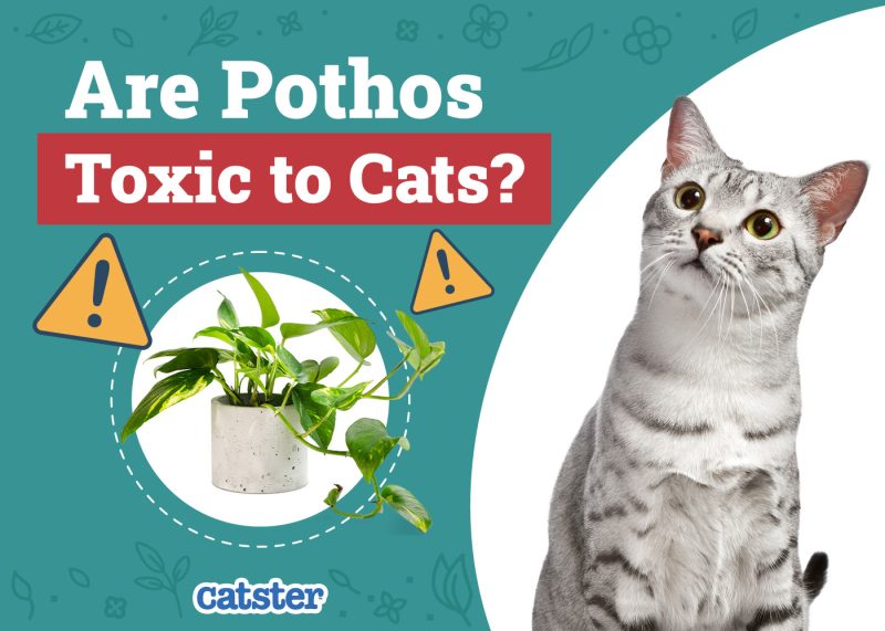 Catster_Are Pothos Toxic to Cats