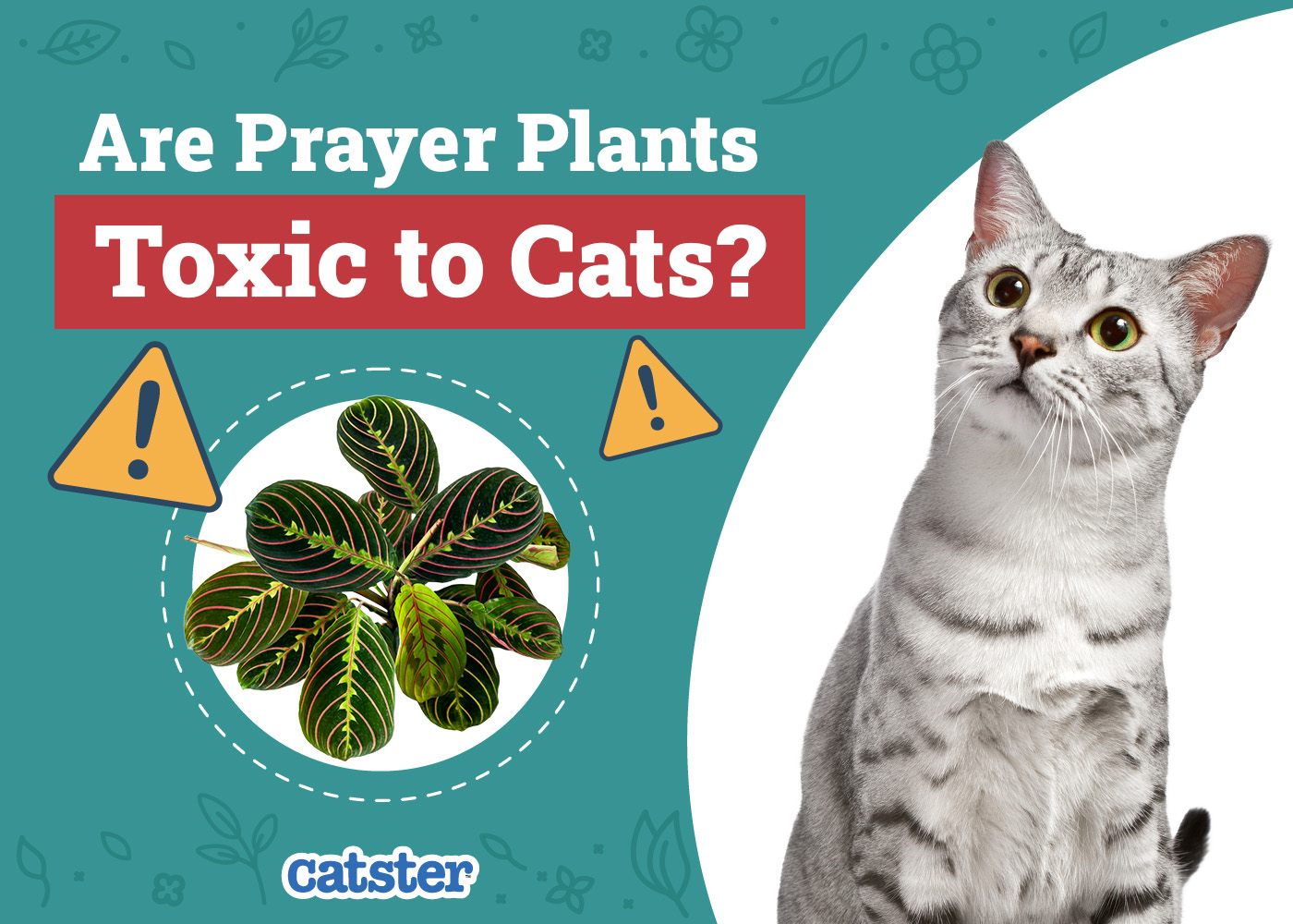 Catster_Are Prayer Plants Toxic to Cats