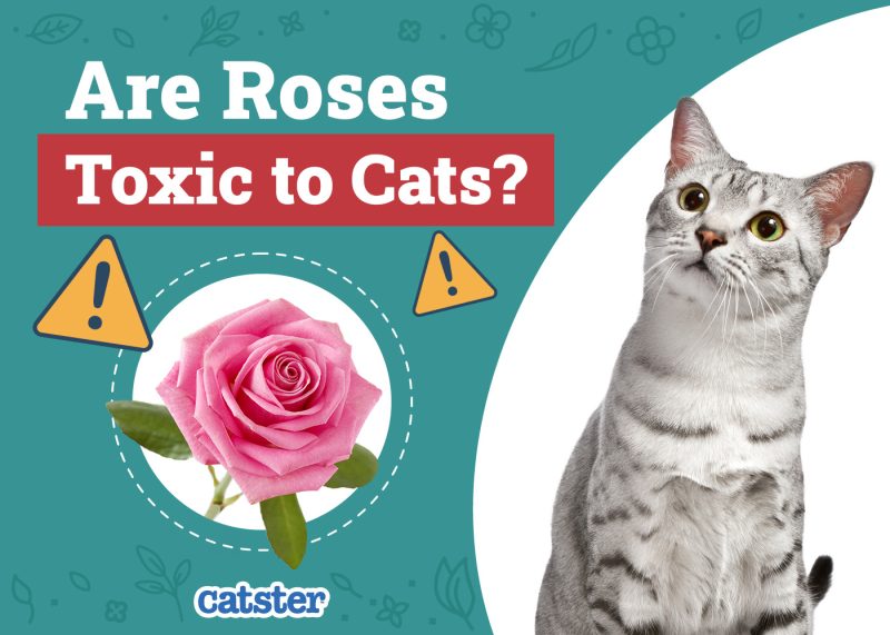 Catster_Are Roses Toxic to Cats