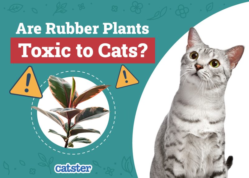 Catster_Are Rubber Plants Toxic to Cats