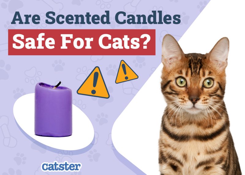 Catster_Are Scented Candles Safe for Cats