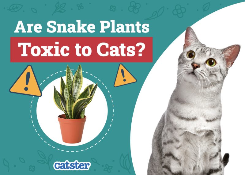 Catster_Are Snake Plants Toxic to Cats