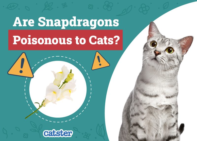 Catster_Are Snapdragons Poisonous to Cats