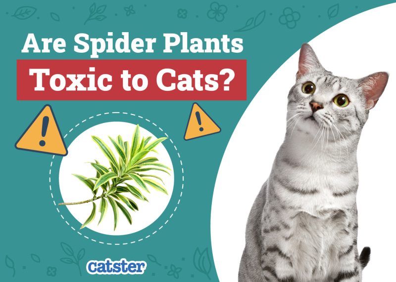 Catster_Are Spider Plants Toxic to Cats