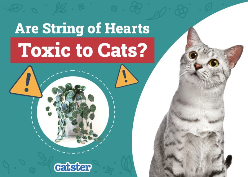Catster_Are String of Hearts Toxic to Cats