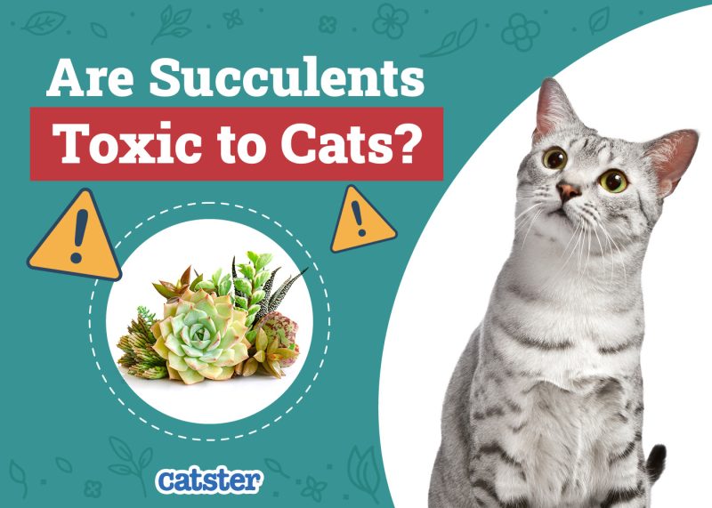 Catster_Are Succulents Toxic to Cats