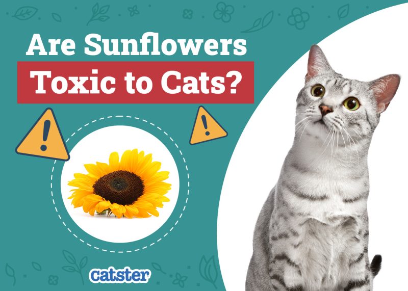 Catster_Are Sunflowers Toxic to Cats