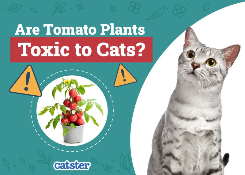 Catster_Are Tomato Plants Toxic to Cats