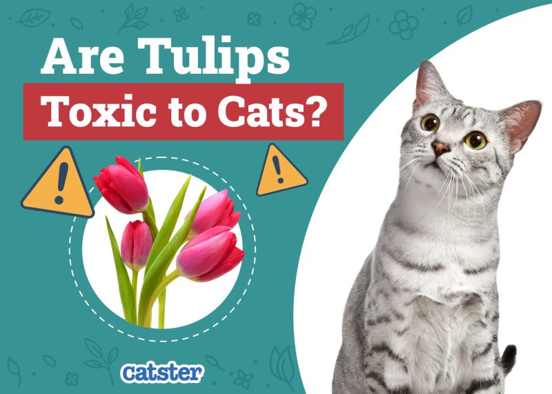 Catster_Are Tulips Toxic to Cats