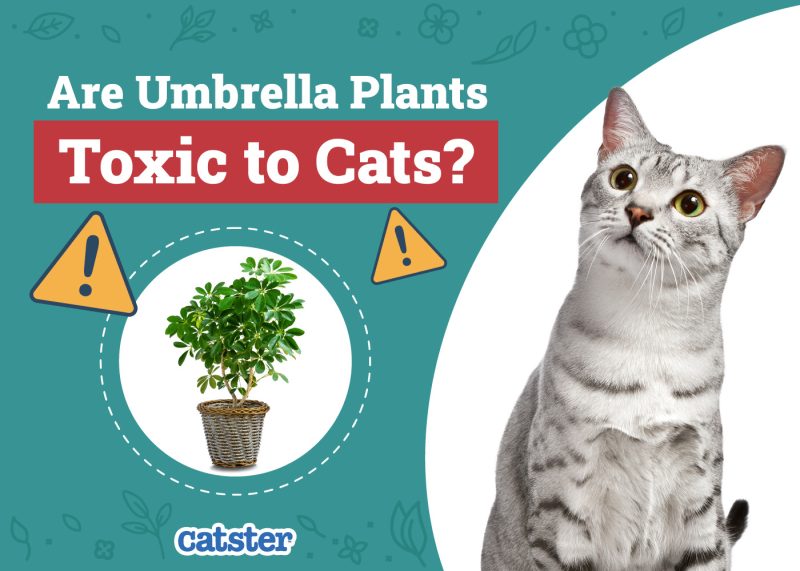 Catster_Are Umbrella Plants Toxic to Cats