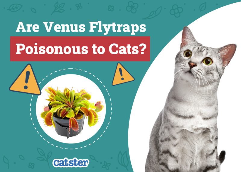 Catster_Are Venus Flytraps Poisonous to Cats