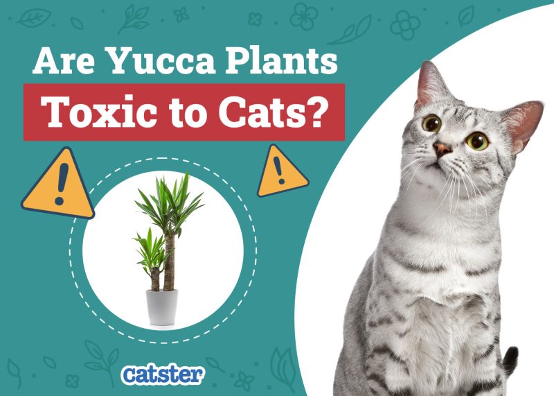 Catster_Are Yucca Plants Toxic to Cats