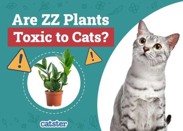 Are ZZ Plants Toxic to Cats? Vet-Reviewed Houseplants Examined - Catster