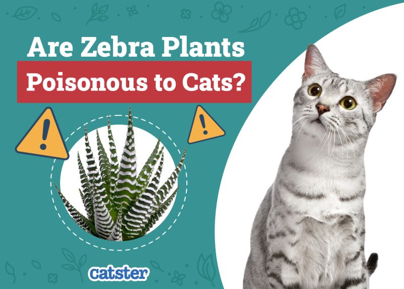 Catster_Are Zebra Plants Poisonous to Cats