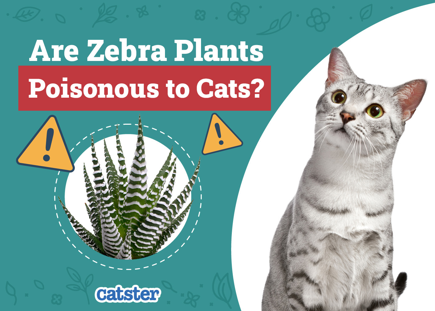 Catster_Are Zebra Plants Poisonous to Cats