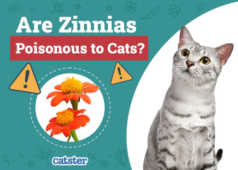 Catster_Are Zinnias Poisonous to Cats