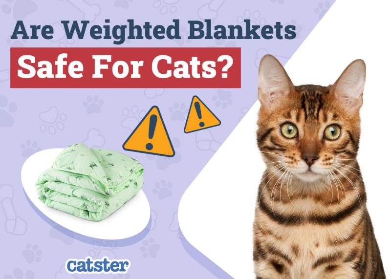 Catster_Are weighted blankets Safe for Cats