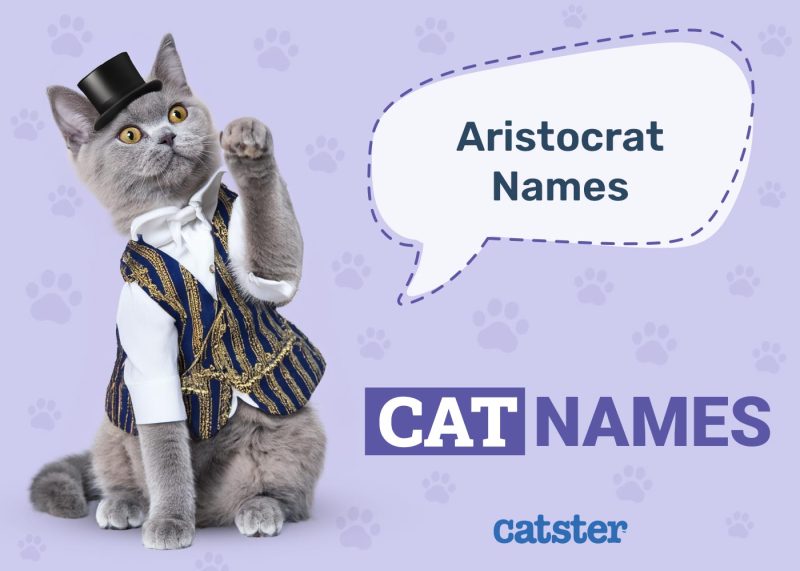 Aristocats Cat Names
