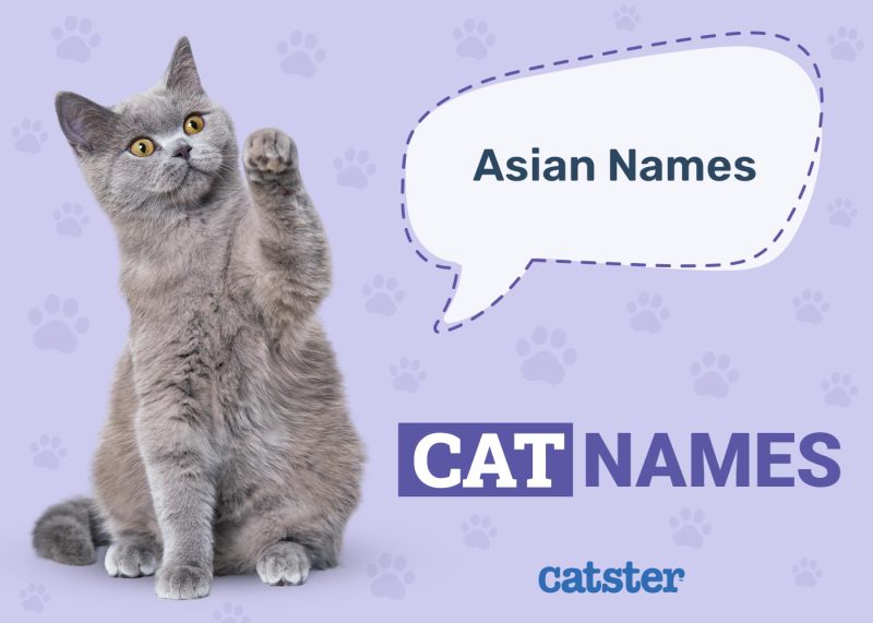 Asian Cat Names