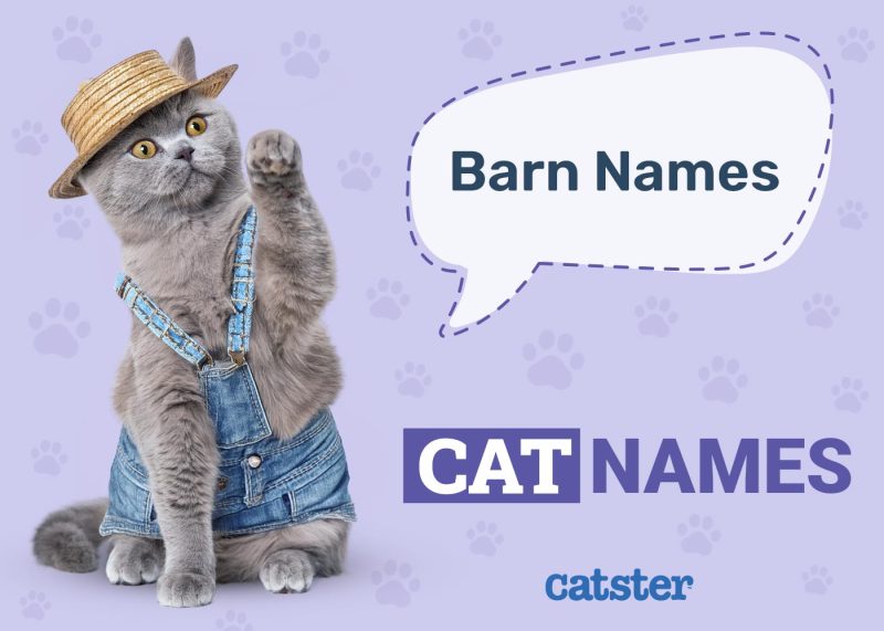 Barn Cat Names for Your Outdoor Friend
