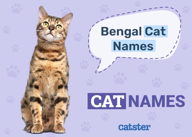 Bengal Cat Names