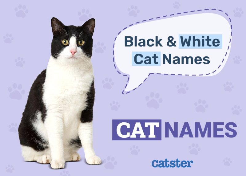 Black and White Cat Names