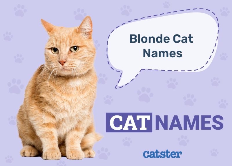 Popular Blonde Cat Names