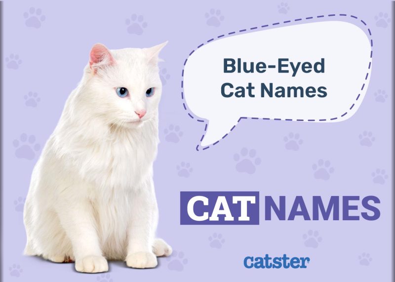 Blue Eyed Cat Names