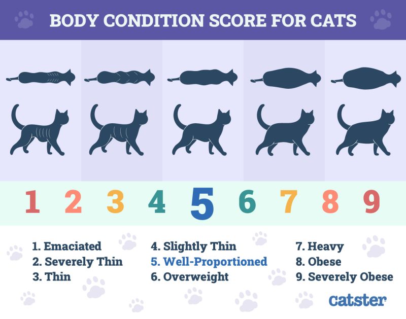 Cats Healthy Weight Deals