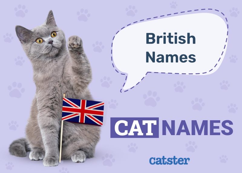 British Cat Names