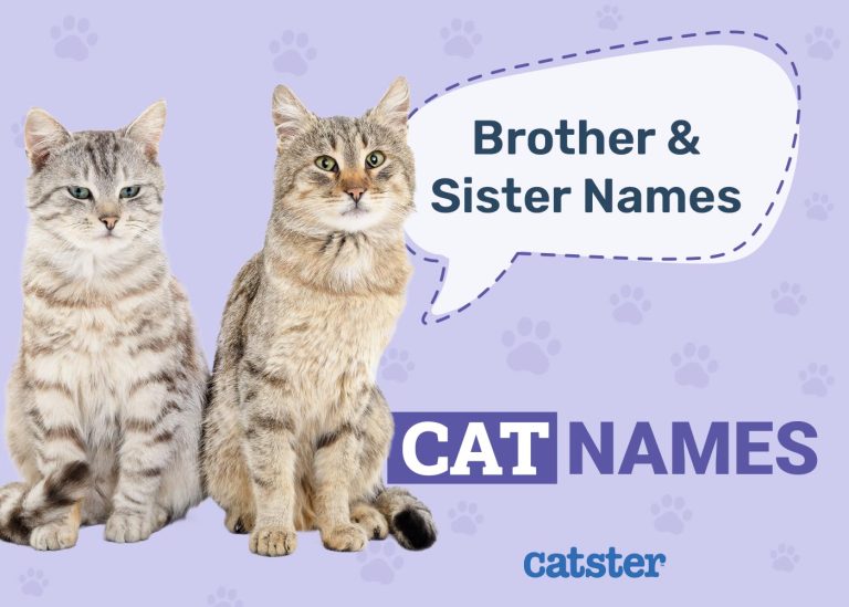 120 Brother and Sister Cat Names for Feline Sibling Pairs Catster