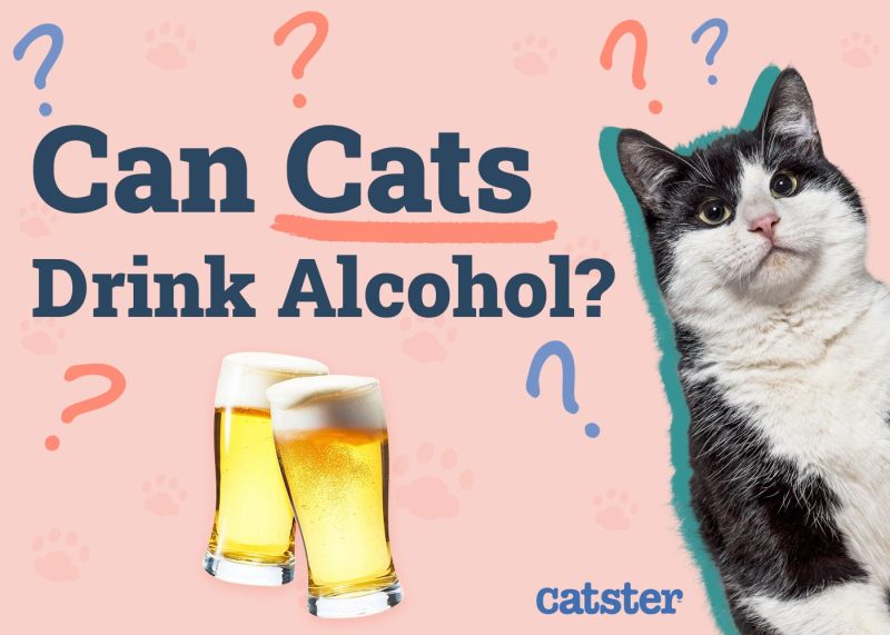 Can Cats Drink Alcohol