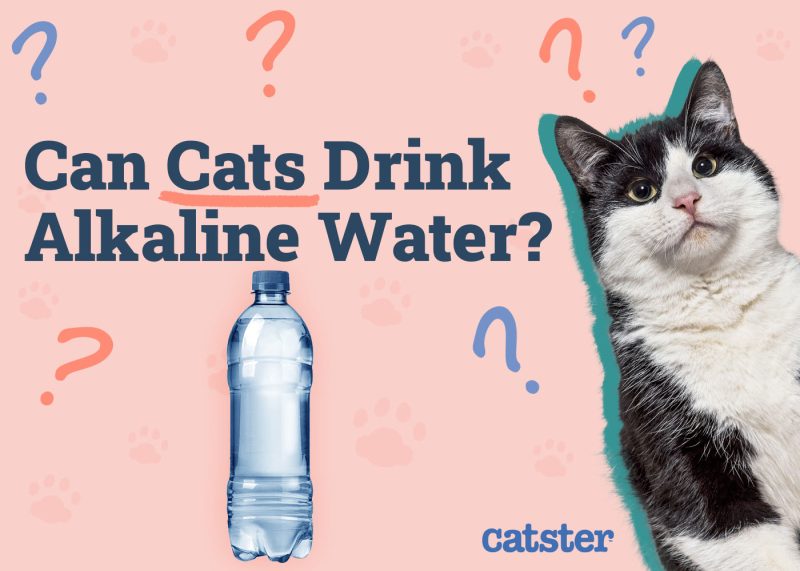 Can Cats Drink Alkaline Water