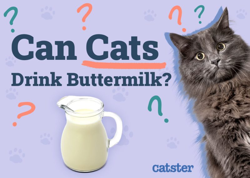 Can Cats Drink Buttermilk