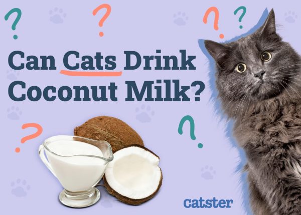 Image showcasing Can Cats Drink Coconut Milk? Vet Approved Facts & FAQ - Catster