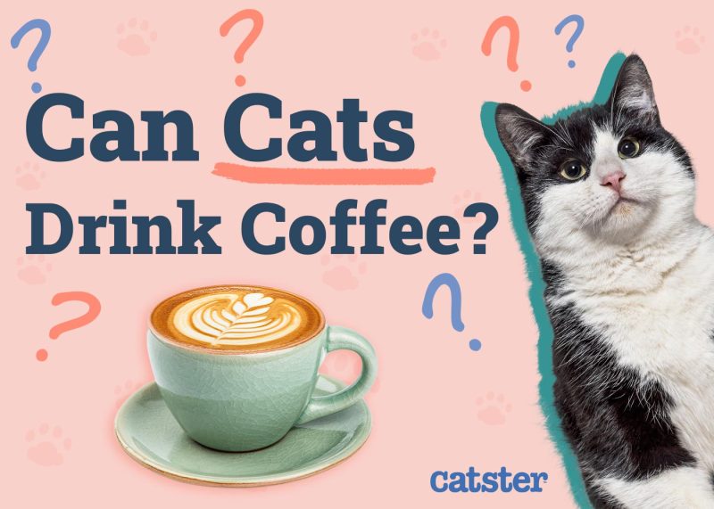Can Cats Drink Coffee