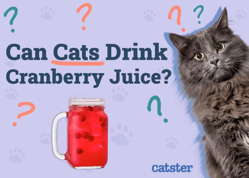 Can Cats Drink Cranberry Juice