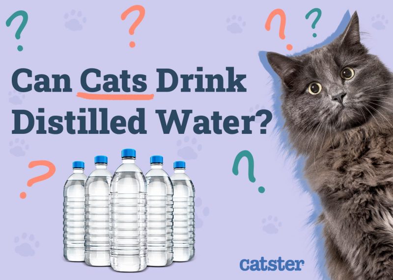 Can Cats Drink Distilled Water
