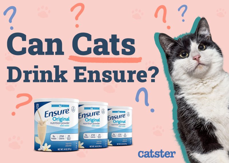 Can Cats Drink Ensure
