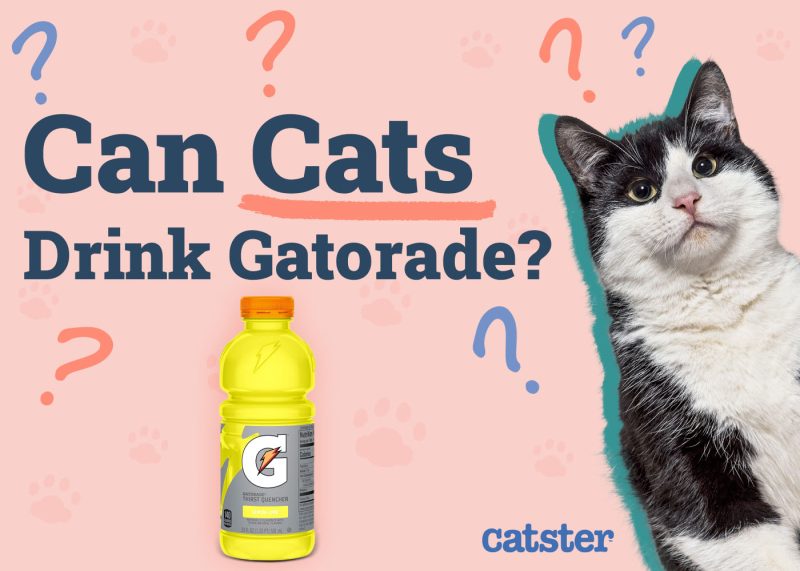 Can Cats Drink Gatorade