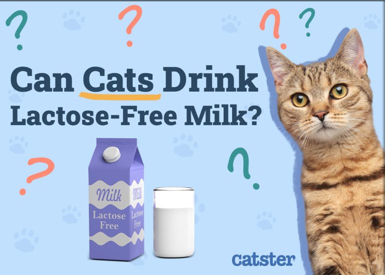 Picture of Can Cats Drink Lactose-Free Milk? Vet-Verified Nutrition Facts - Catster