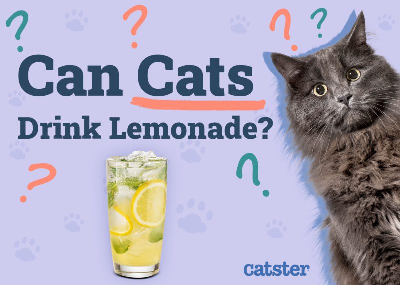 Can Cats Drink Lemonade
