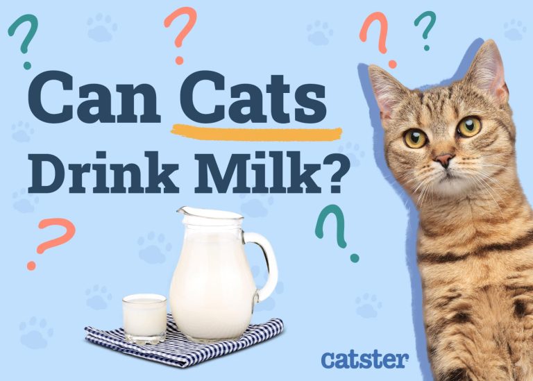 Picture of Can Cats Drink Milk? Vet Approved Nutrition Facts & FAQ - Catster