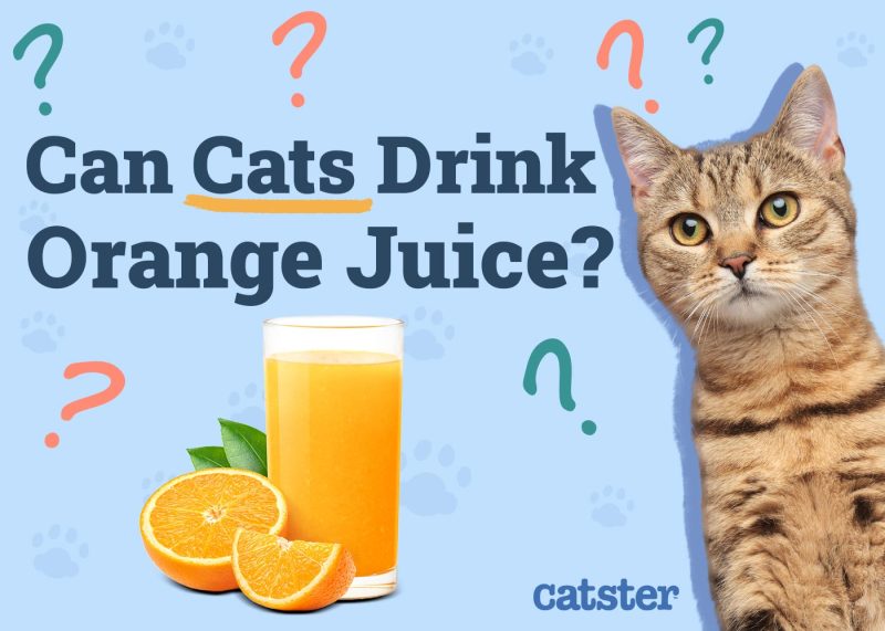 Can Cats Drink Orange Juice