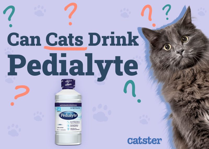 Can Cats Drink Pedialyte