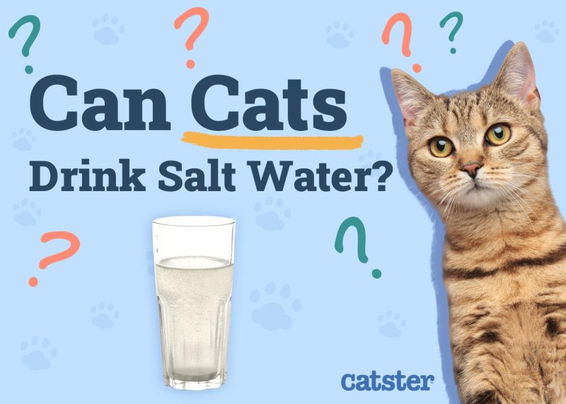 Can Cats Drink Salt Water