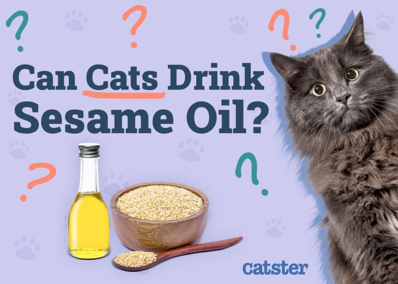 Can Cats Drink Sesame Oil