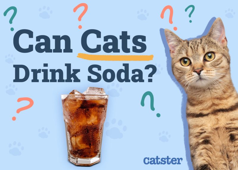 Can Cats Drink Soda