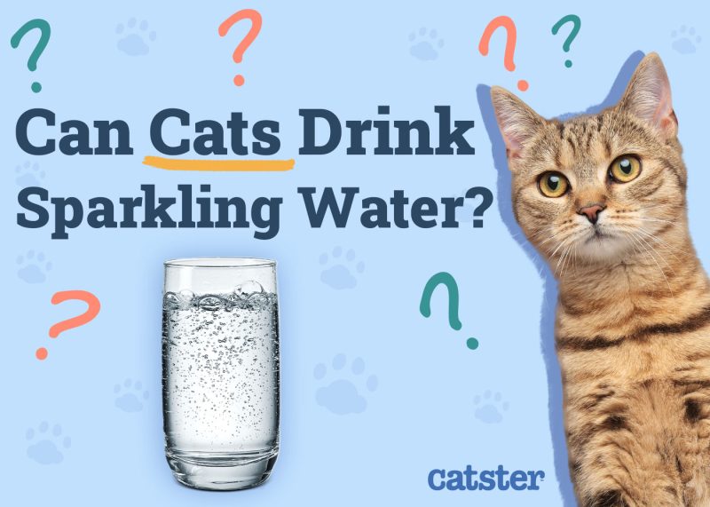 Can Cats Drink Sparkling Water