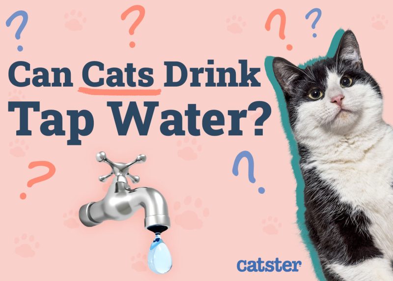 Can Cats Drink Tap Water